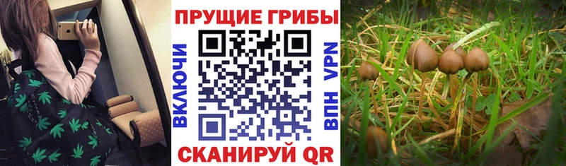 как найти   Верхняя Пышма  Псилоцибиновые грибы мицелий 